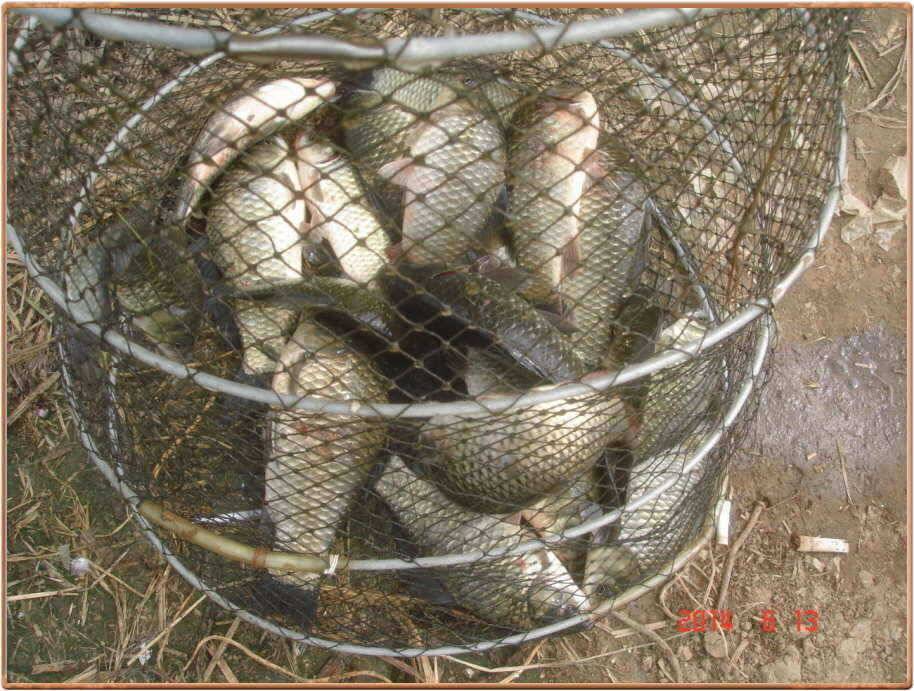 진위천 조황 소식 (조황조행기 - 특파원조황)