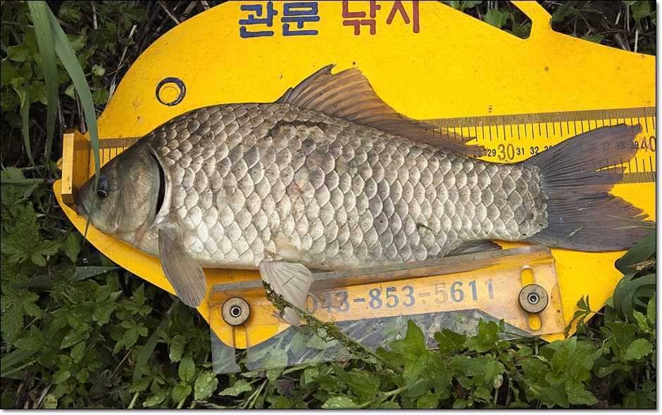 충주호 사짜 (조황조행기 - 특파원조황)