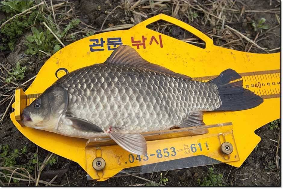 칠성지 사짜 대란 (조황조행기 - 특파원조황)