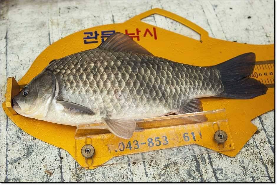 칠성지 사짜 대란 (조황조행기 - 특파원조황)