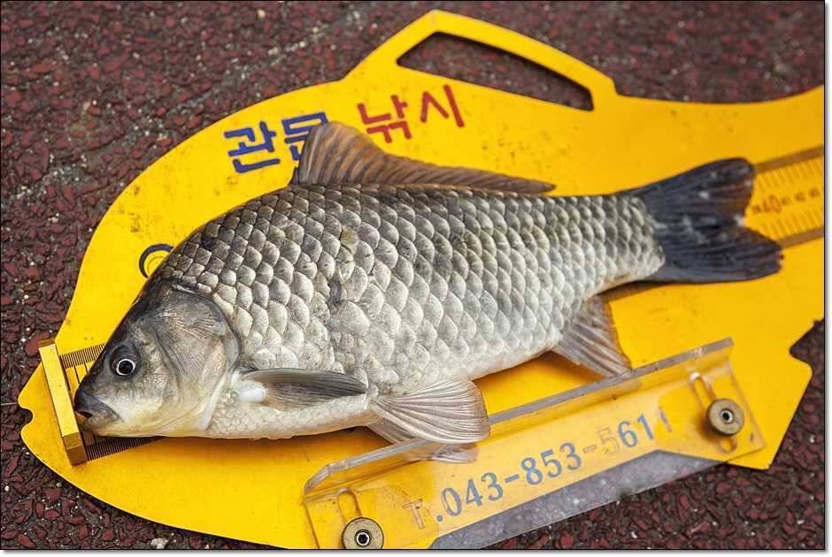 칠성지 사짜 대란 (조황조행기 - 특파원조황)