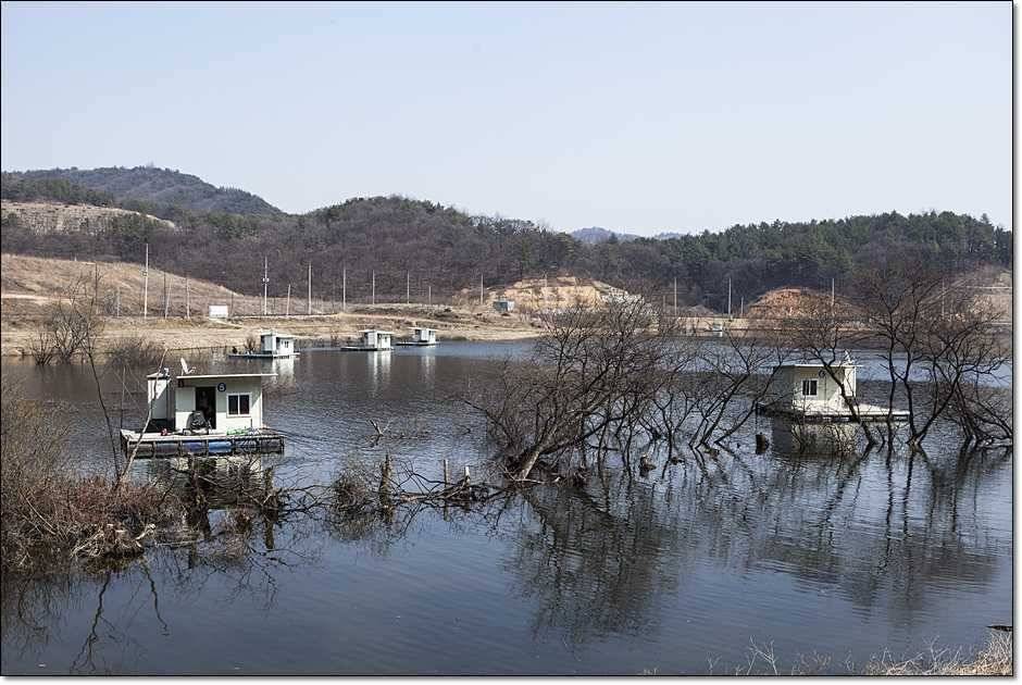 화곡지 산란임박 (조황조행기 - 특파원조황)