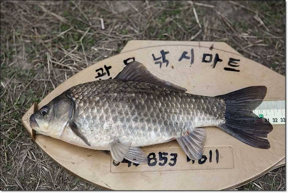 매전지화곡지충주호 (조황조행기 - 특파원조황)