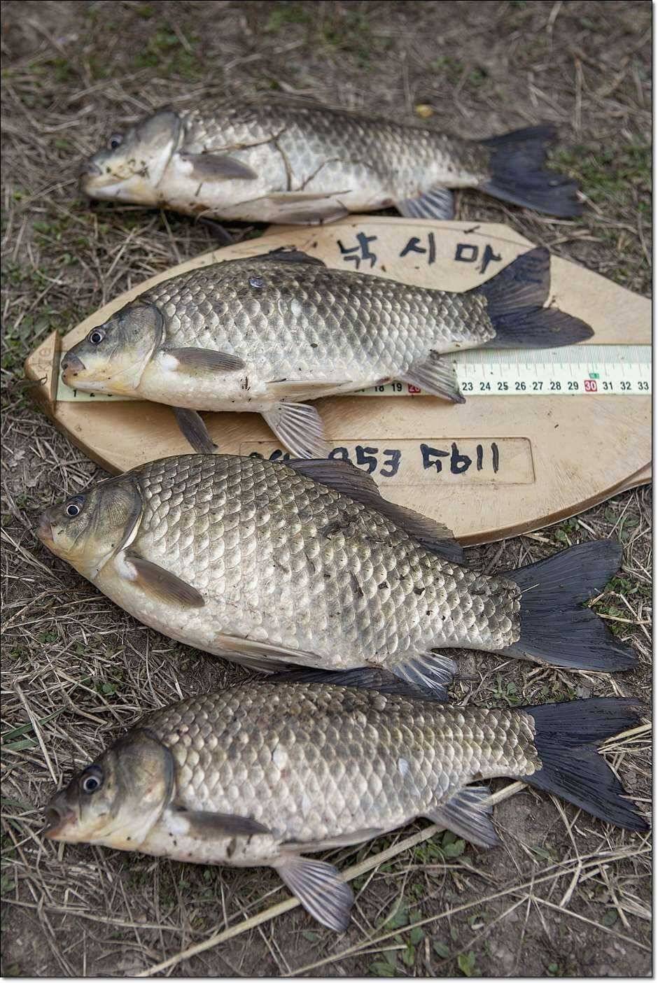 매전지화곡지충주호 (조황조행기 - 특파원조황)