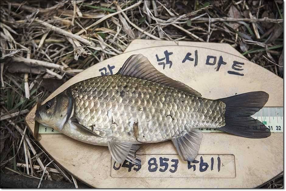 매전지화곡지충주호 (조황조행기 - 특파원조황)