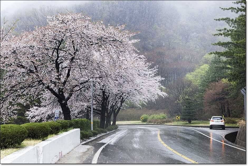 충주권 조황 (조황조행기 - 특파원조황)