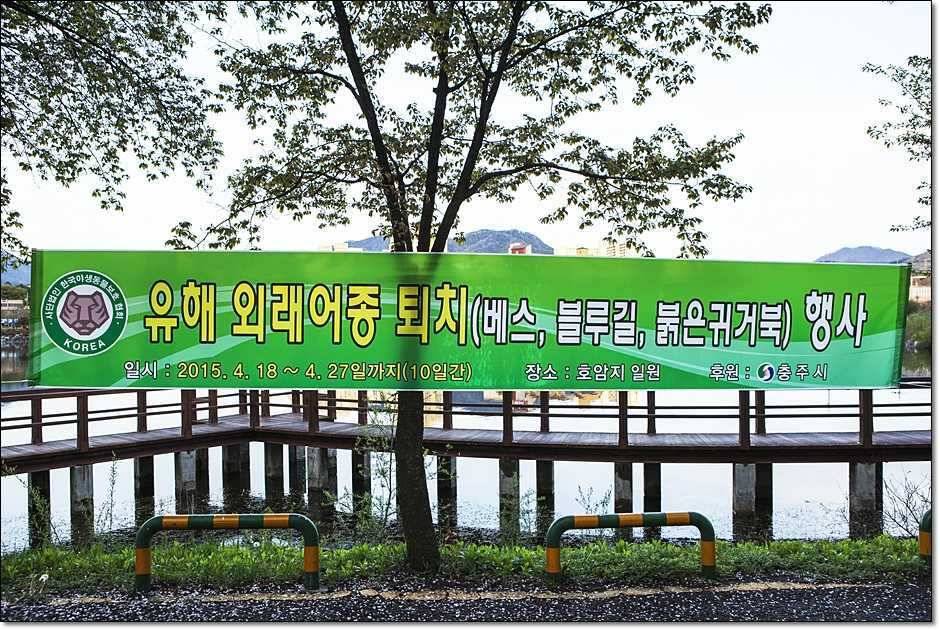 충주호 월척 (조황조행기 - 특파원조황)