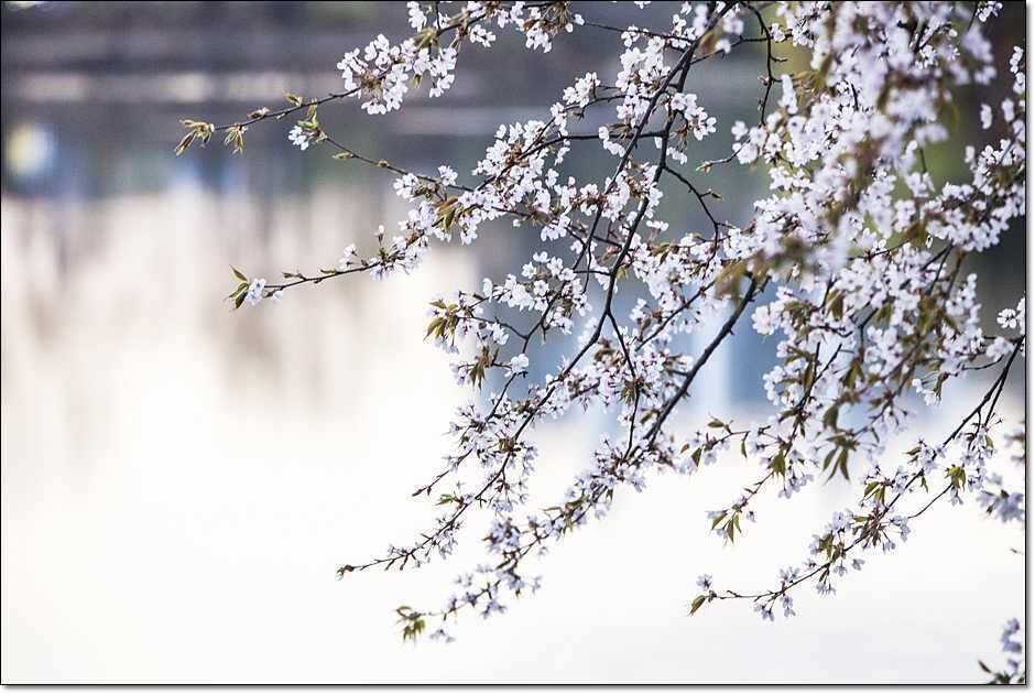 충주호 월척 (조황조행기 - 특파원조황)
