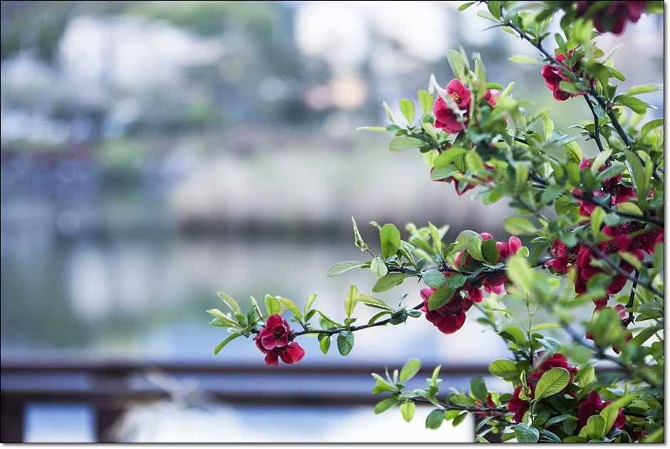 충주호 월척 (조황조행기 - 특파원조황)