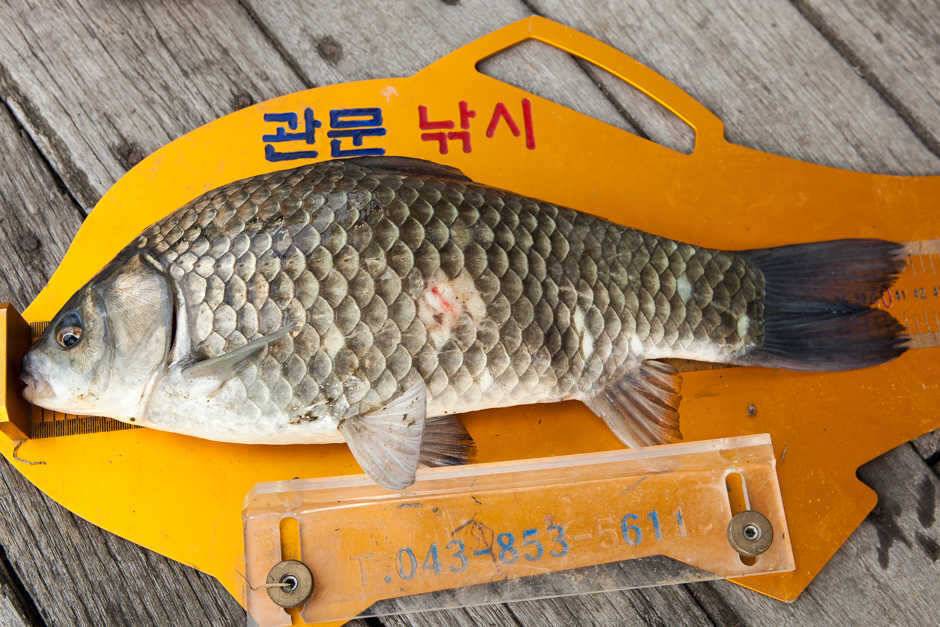 신매 낚시터사짜 대물 (조황조행기 - 특파원조황)