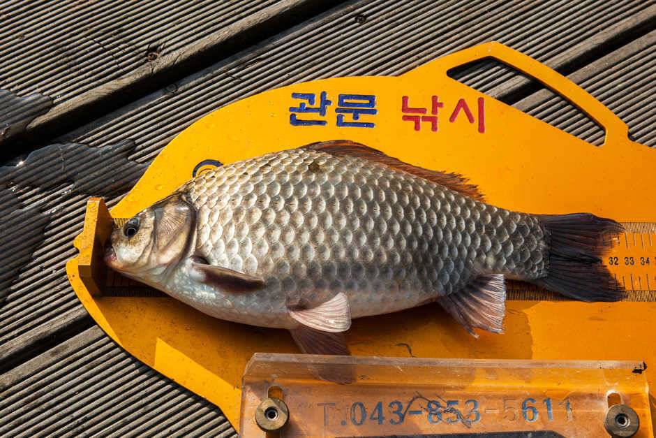 신매 사짜노지 조황 (조황조행기 - 특파원조황)