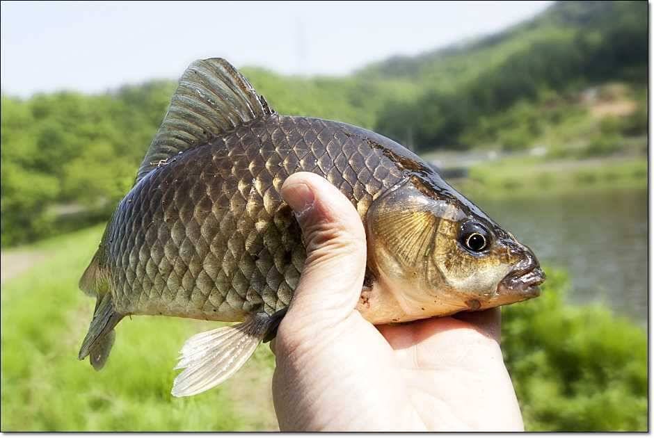 추산지소류지 조황 (조황조행기 - 특파원조황)