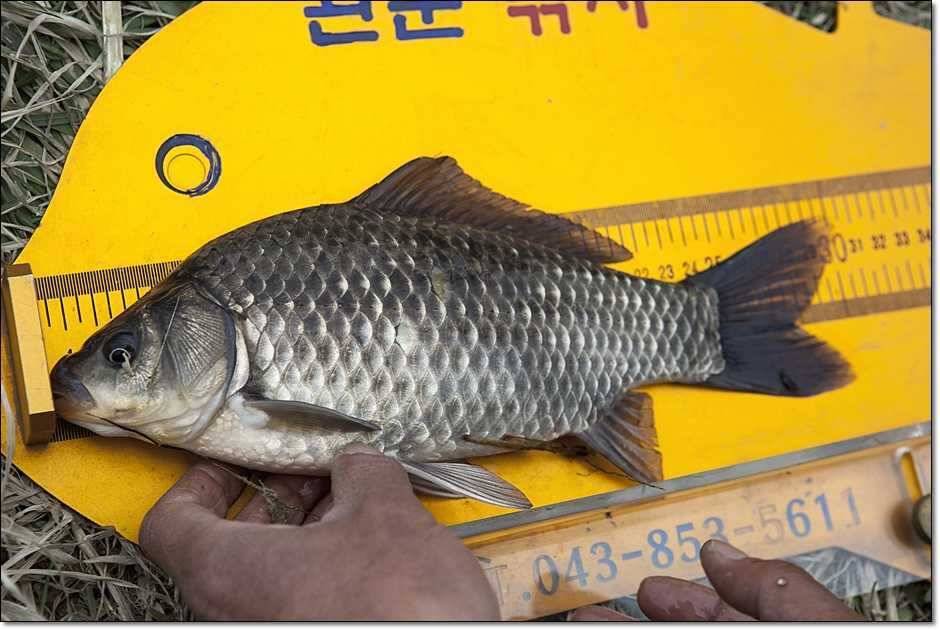 칠성지매전지 (조황조행기 - 특파원조황)