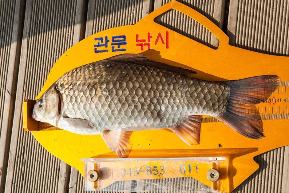 신매 사짜노지 조황 (조황조행기 - 특파원조황)