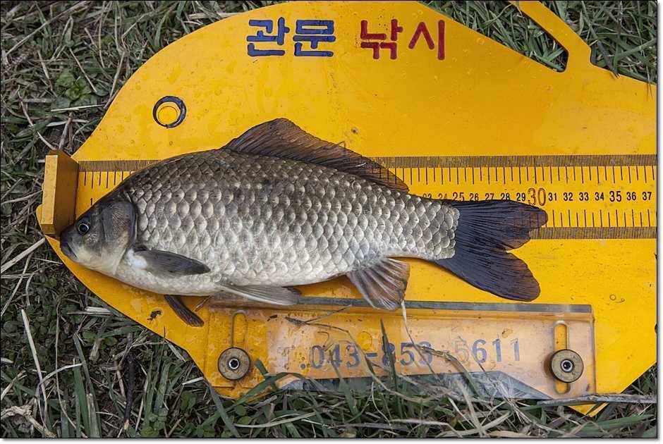 칠성지매전지 (조황조행기 - 특파원조황)