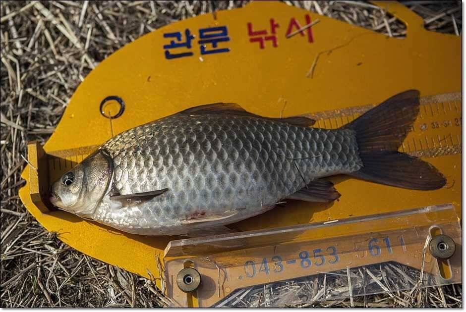 충주권 조황 (조황조행기 - 특파원조황)