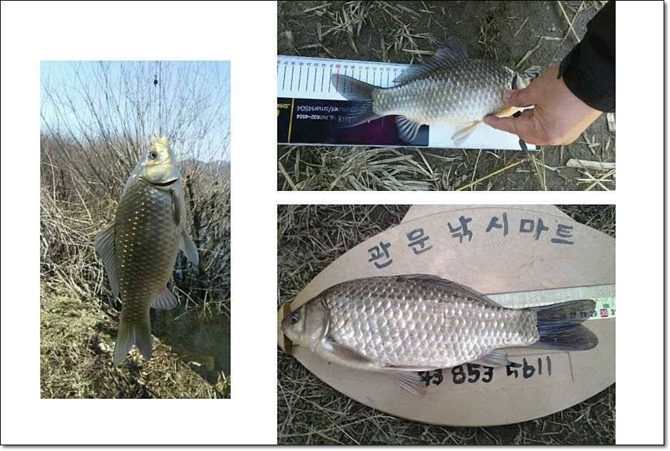 충주권 조황 (조황조행기 - 특파원조황)