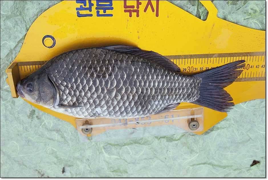 칠성지매전지 (조황조행기 - 특파원조황)