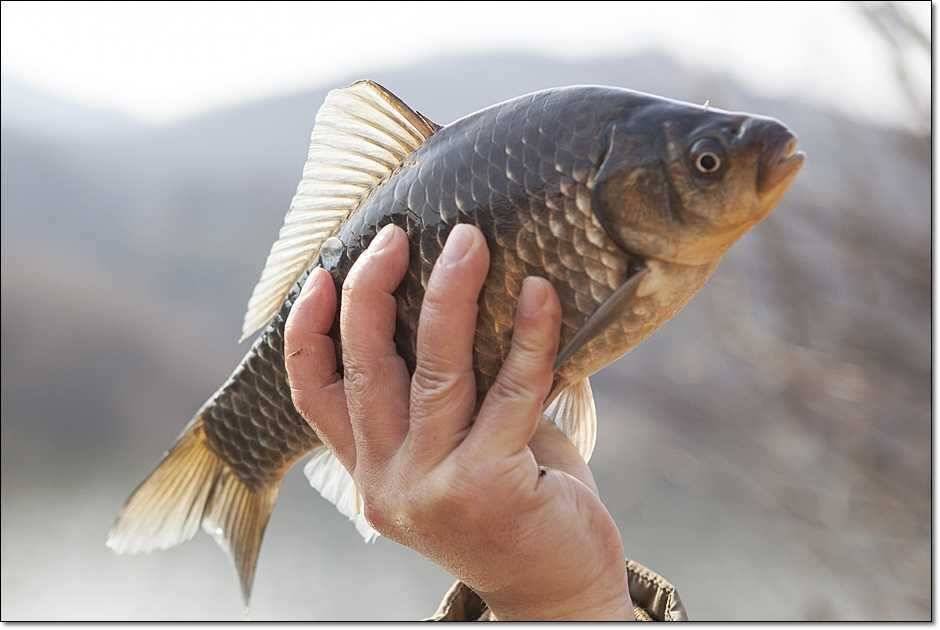 충주권 조황 (조황조행기 - 특파원조황)