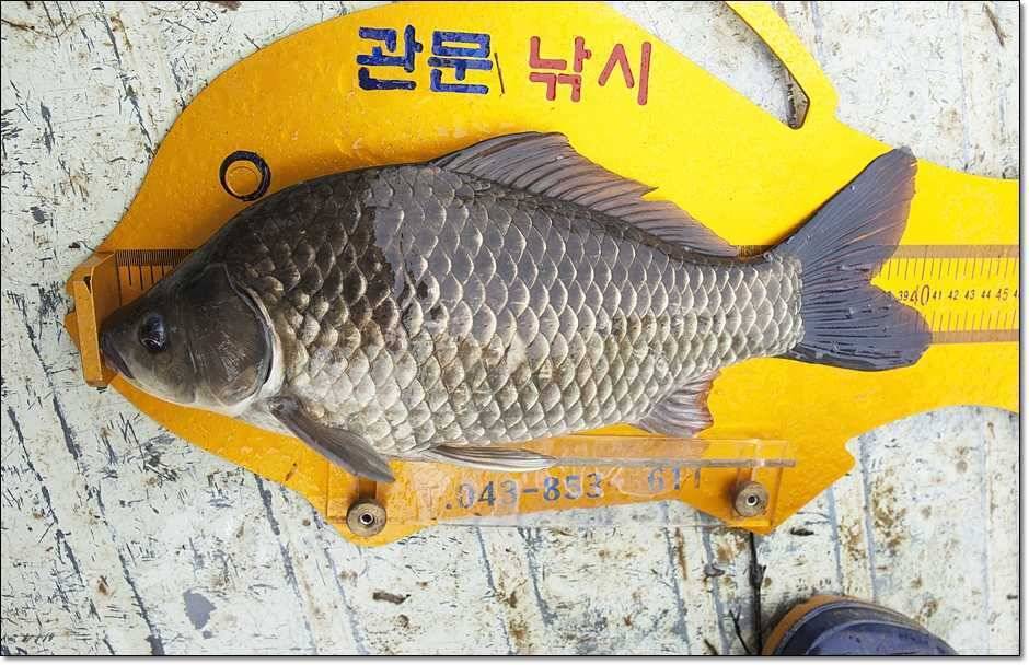 칠성지 조황 (조황조행기 - 특파원조황)