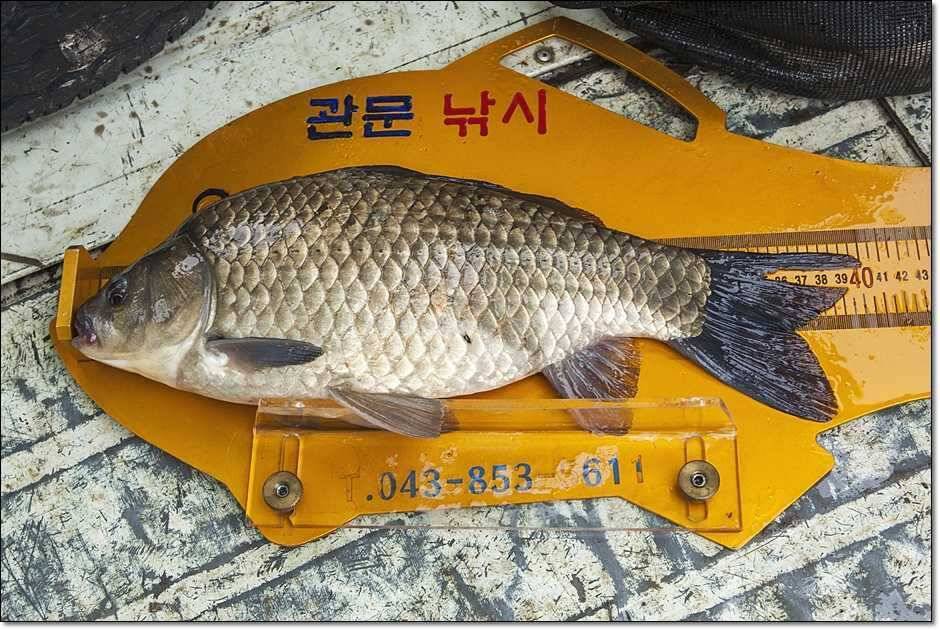 칠성지 조황 (조황조행기 - 특파원조황)