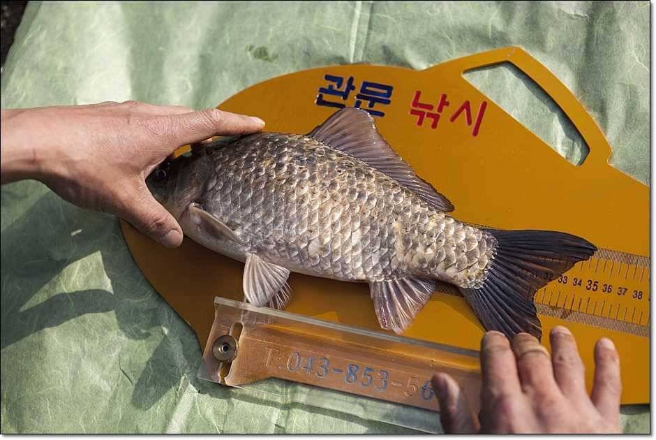 충주권 조황 (조황조행기 - 특파원조황)