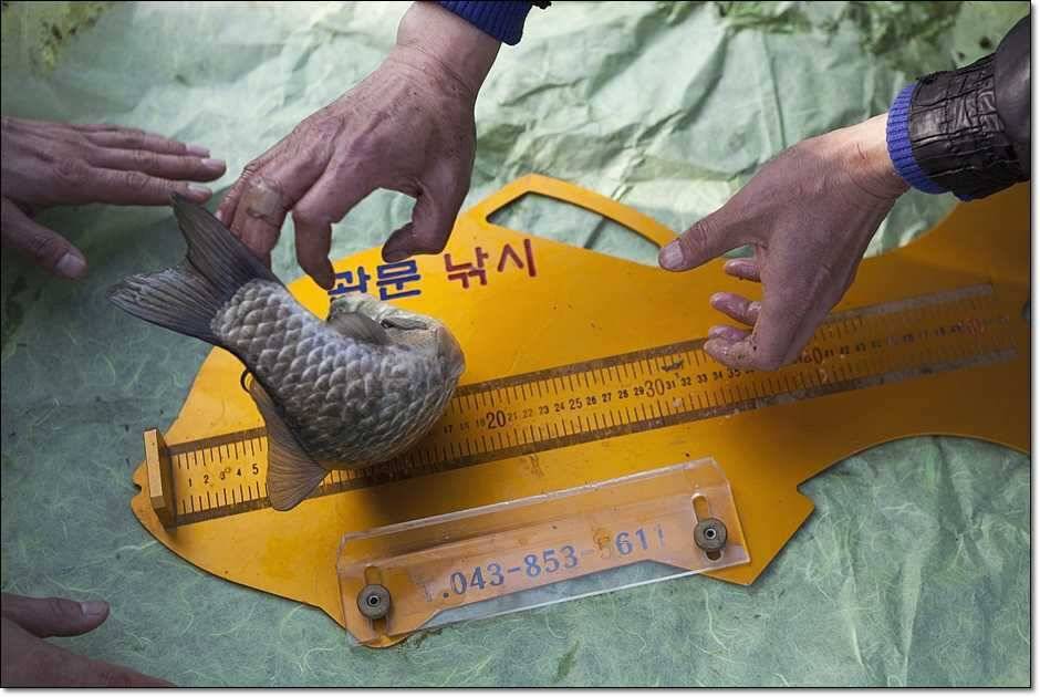 충주권 조황 (조황조행기 - 특파원조황)