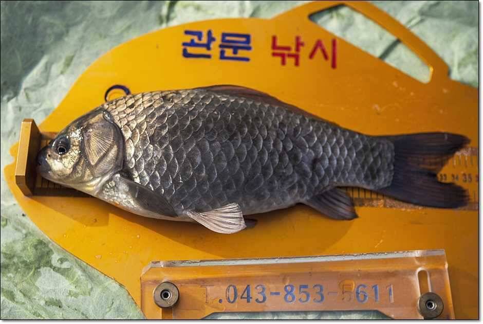 충주권 조황 (조황조행기 - 특파원조황)