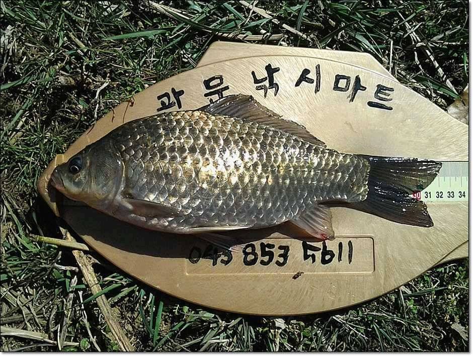 충주권 조황 (조황조행기 - 특파원조황)