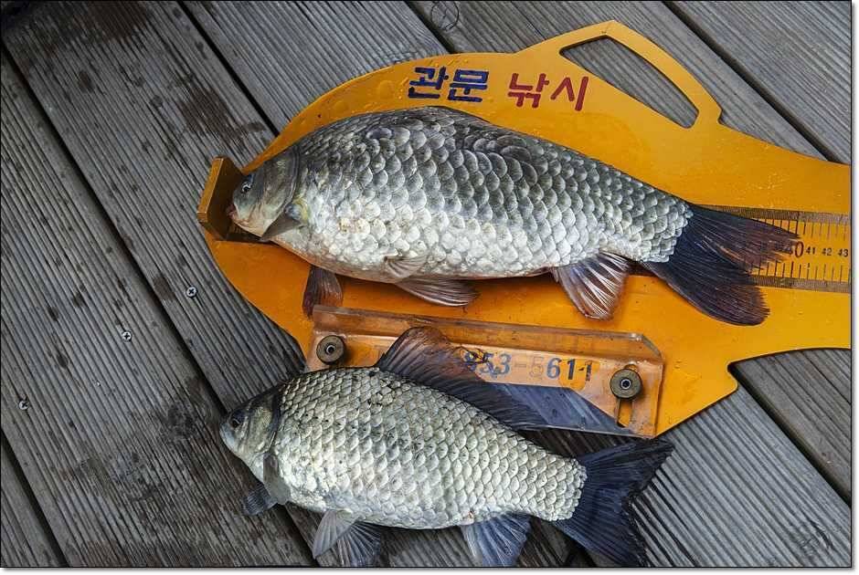 솔사짜 (조황조행기 - 특파원조황)