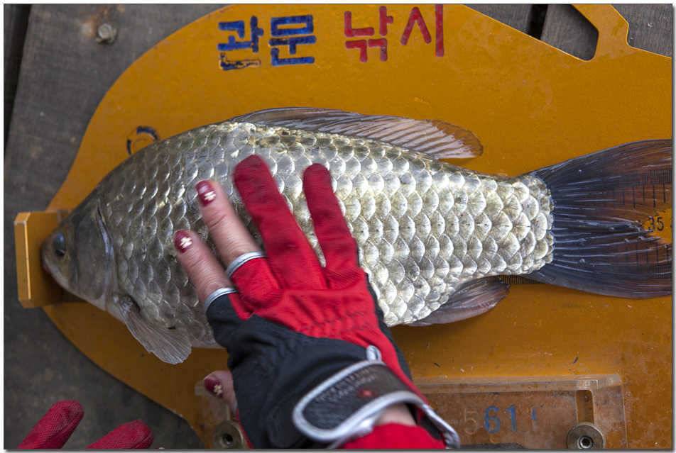 충주호 겨울 낚시 (조황조행기 - 특파원조황)
