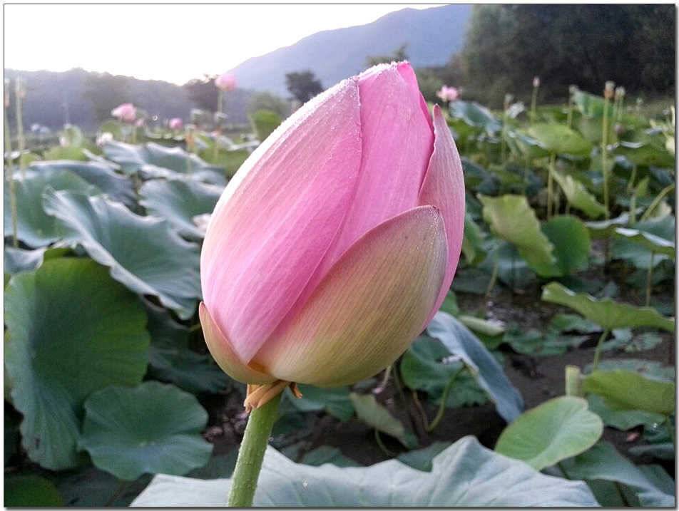 칠성지 월척충주호 노지 사진 (조황조행기 - 특파원조황)