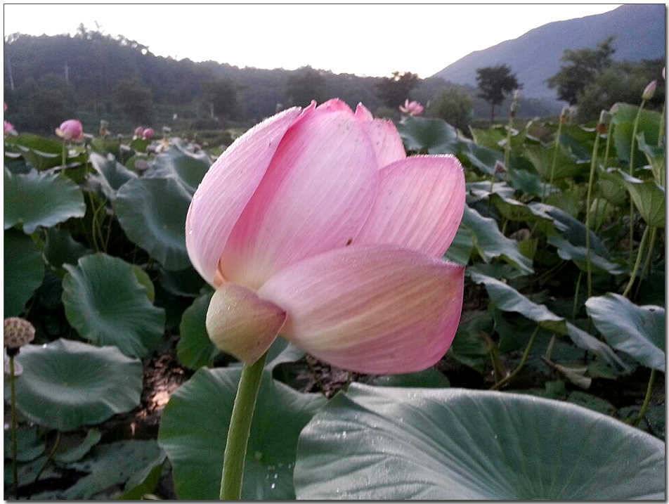 칠성지 월척충주호 노지 사진 (조황조행기 - 특파원조황)