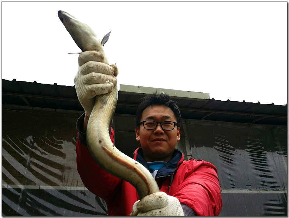 늘푸른 13 kg 대물장어칠성지 사짜 (조황조행기 - 특파원조황)