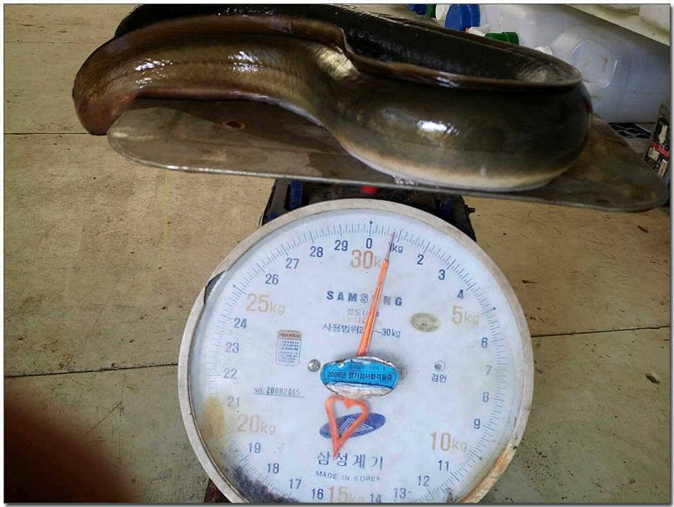 늘푸른 장어달천강 월척 (조황조행기 - 특파원조황)