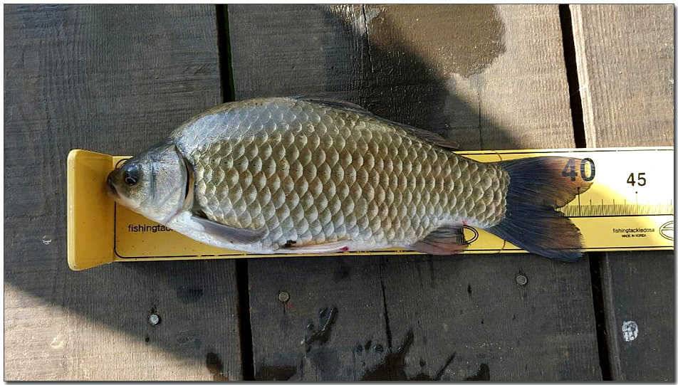 한버들 41 cm충주호 노지 38 cm (조황조행기 - 특파원조황)