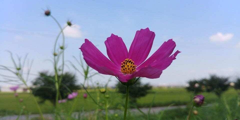 남양호평택호 가을붕어 (조황조행기 - 특파원조황)