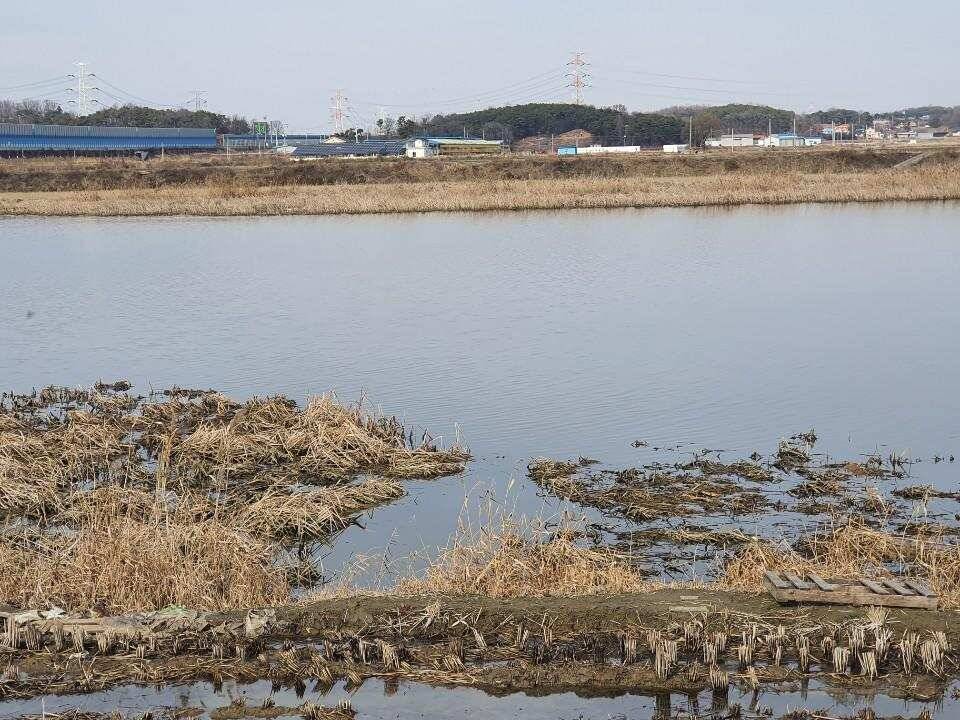 평택호남양호 대박시즌 (조황조행기 - 특파원조황)