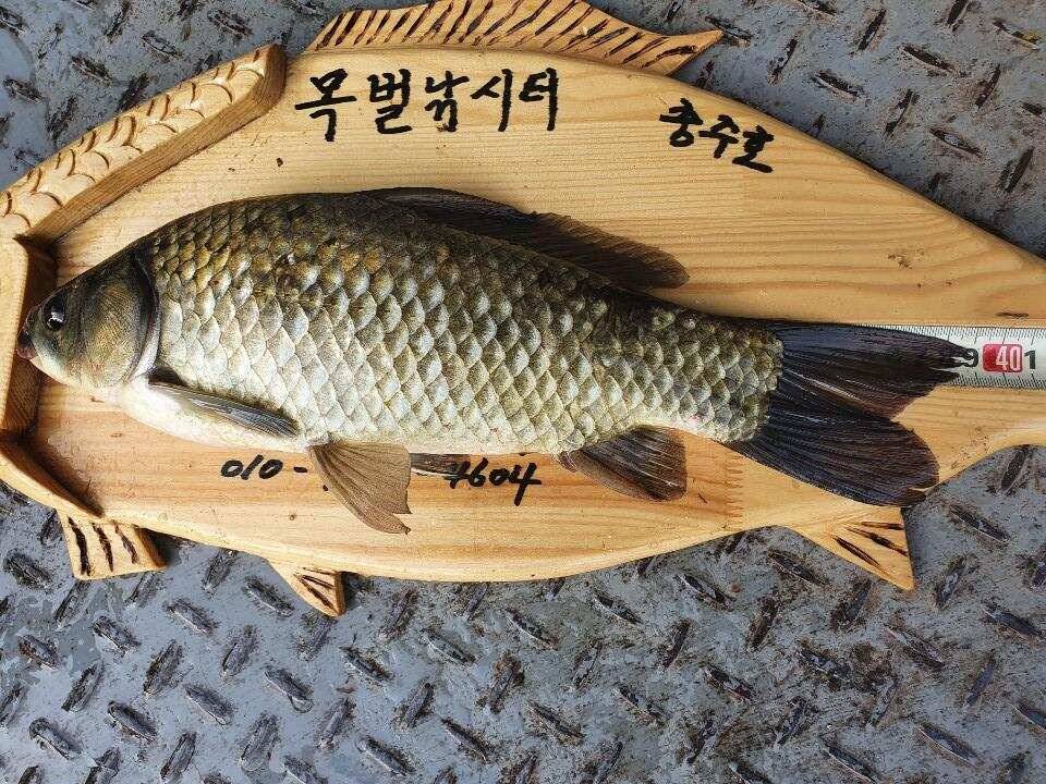 솔 42 43cm 대물붕어 목벌에도 4짜 꽃바위 키로급장어 허리급 붕어조황 (조황조행기 - 특파원조황)