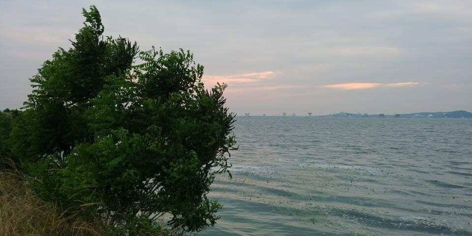 남양호평택호 조황 (조황조행기 - 특파원조황)