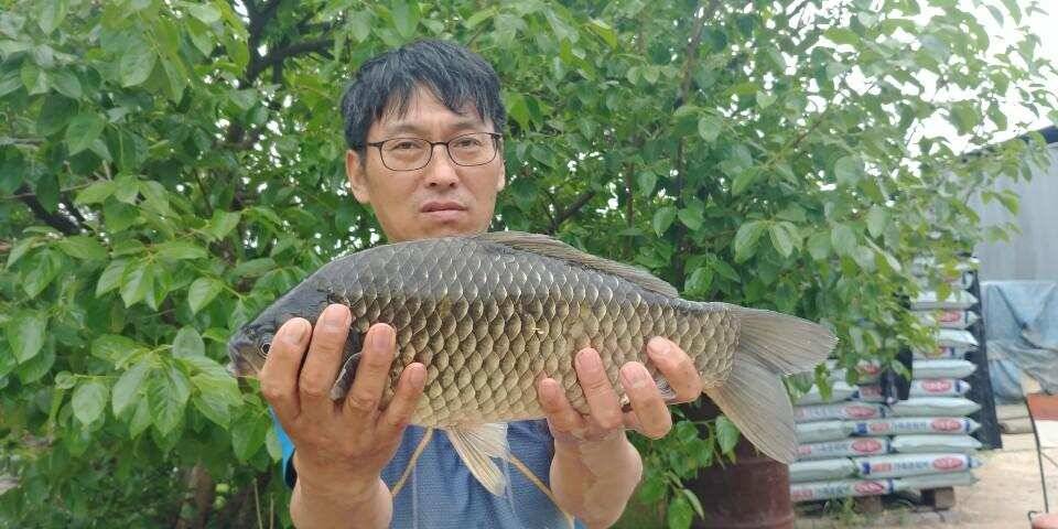 평택호 대물붕어 (조황조행기 - 특파원조황)