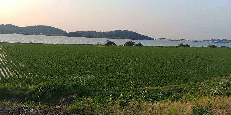 평택호남양호 조황 (조황조행기 - 특파원조황)