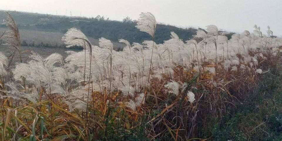 평택호남양호 조황 (조황조행기 - 특파원조황)