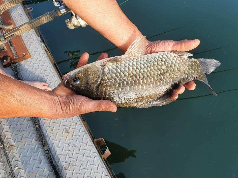 솔 42 43cm 대물붕어 목벌에도 4짜 꽃바위 키로급장어 허리급 붕어조황 (조황조행기 - 특파원조황)