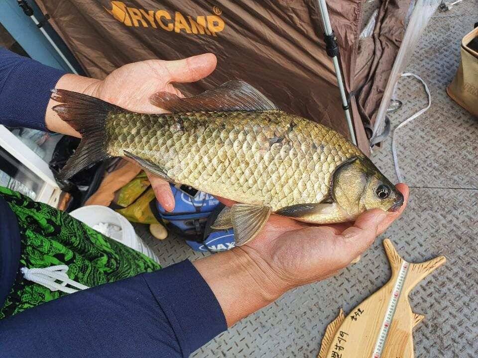 솔 42 43cm 대물붕어 목벌에도 4짜 꽃바위 키로급장어 허리급 붕어조황 (조황조행기 - 특파원조황)