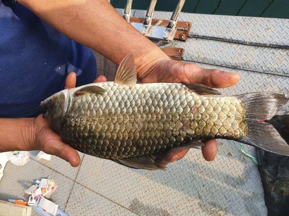 솔 42 43cm 대물붕어 목벌에도 4짜 꽃바위 키로급장어 허리급 붕어조황 (조황조행기 - 특파원조황)