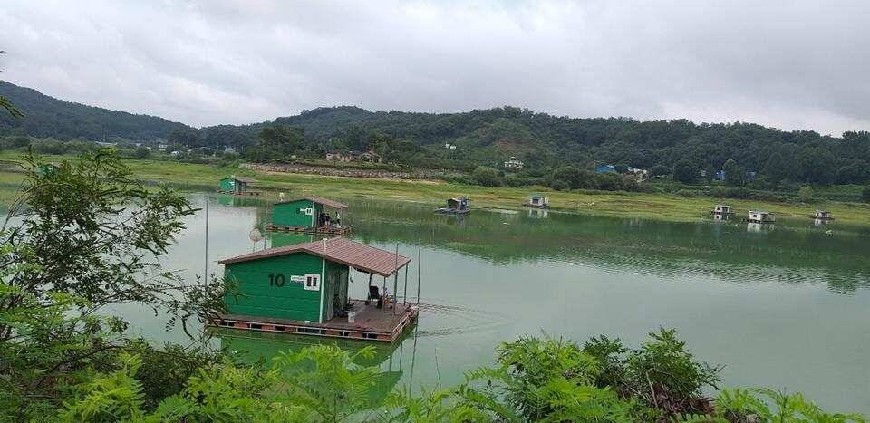 고삼지오름수위속 붕어들 (조황조행기 - 특파원조황)