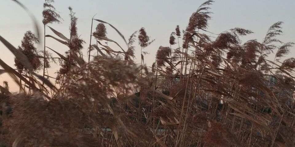 평택호대박 (조황조행기 - 특파원조황)