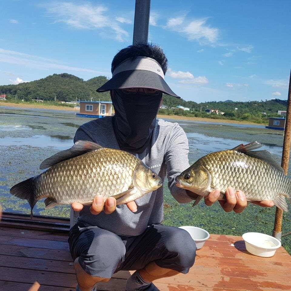 송전지 오산집 호조황 모습 (조황조행기 - 특파원조황)