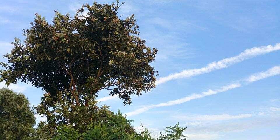 평택호 조황 (조황조행기 - 특파원조황)